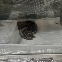 爬虫類ケージの画像