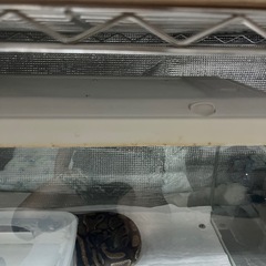 爬虫類ケージの画像
