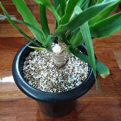 ドラセナ　ドラコ　植物　観葉植物の画像