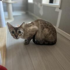 里親募集
