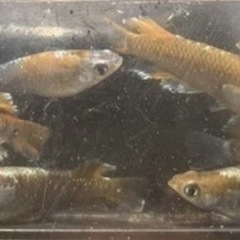 ⭐️現物出品⭐️レッドクリフのダークタイプの画像