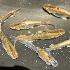 ⭐️現物出品⭐️レッドクリフのダークタイプの画像