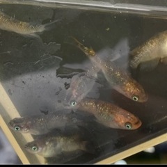 ⭐️現物出品⭐️オーロラ黄ラメさんの画像