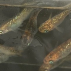 ⭐️現物出品⭐️オーロラ黄ラメさんの画像