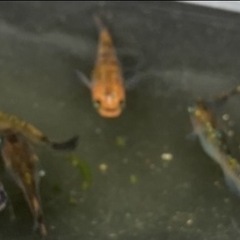 ⭐️現物出品⭐️オーロラ黄ラメさんの画像