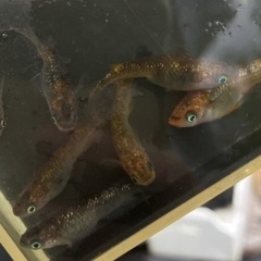 ⭐️現物出品⭐️オーロラ黄ラメさんの画像