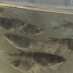 水墨画みたいなメダカさんの画像