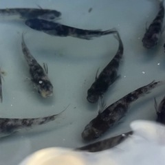 水墨画みたいなメダカさんの画像