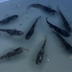 水墨画みたいなメダカさんの画像