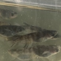 水墨画みたいなメダカさんの画像