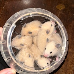 条件.訳あり☝️キンクマ ハムスター