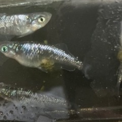 ⭐️現物出品⭐️ サファイア新体型
の画像