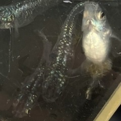 ⭐️現物出品⭐️ サファイア新体型
の画像