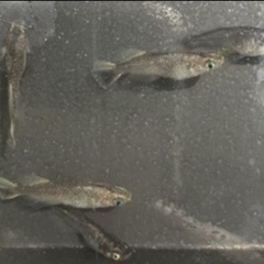 ⭐️現物出品⭐️ 白姫の画像