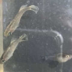 ⭐️現物出品⭐️ 白姫の画像