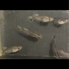 ⭐️現物出品⭐️ 白姫の画像
