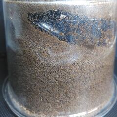 ウエストウッディ DV産 メス単品の画像