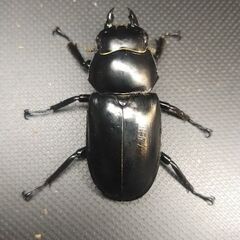 ウエストウッディDV産 ♀単41㎜の画像