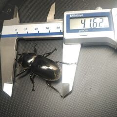 ウエストウッディDV産 ♀単41㎜の画像
