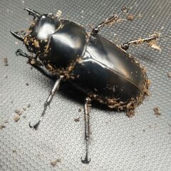 ウエストウッディDV産 ♀単43㎜の画像