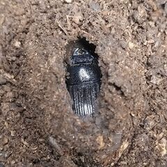 【訳あり】タイワンネブトクワガタ♀20.5㎜単品の画像