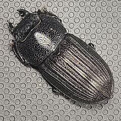 【訳あり】タイワンネブトクワガタ♀20.5㎜単品の画像