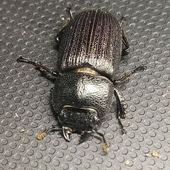 【訳あり】タイワンネブトクワガタ♀20.5㎜単品の画像