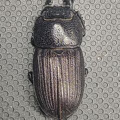 【訳あり】タイワンネブトクワガタ♀20.5㎜単品の画像