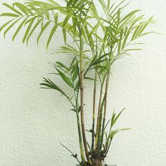 アレカヤシの画像