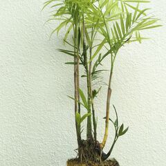 アレカヤシの画像