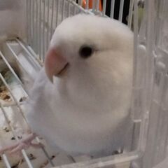 コザクラインコの里親を募集します
