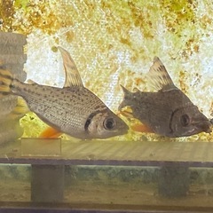 カラプロ　8センチ　2匹セットの画像