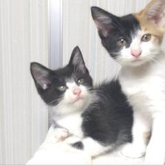 6月２５日誕生の仔猫