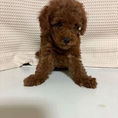 トイプー２か月