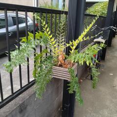 ドリナリア　リギドゥラ　ホワイティー　観葉植物の画像