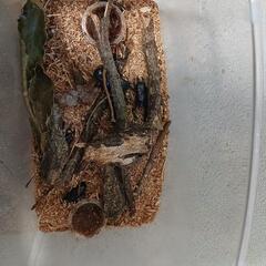 カブトムシ　ノコギリクワガタ　ヒラタクワガタ　コクワガタの画像