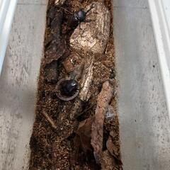 カブトムシ　ノコギリクワガタ　ヒラタクワガタ　コクワガタの画像