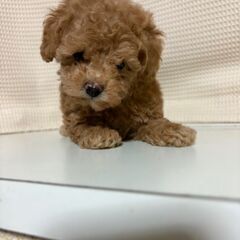 マルプー２か月
