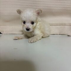 ポメプー２か月