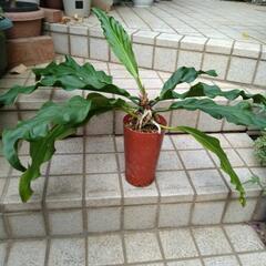 アンスリウム　フーケリー　観葉植物の画像