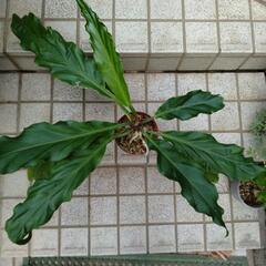 アンスリウム　フーケリー　観葉植物の画像