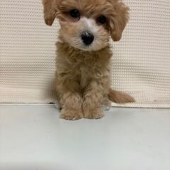 マルプー２か月