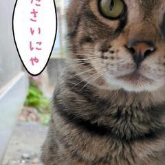 (ΦωΦ)猫用品等、下さいにゃ。。