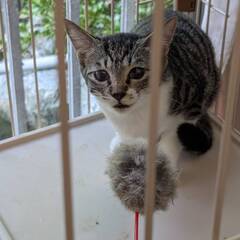 かわいい キジトラ 3か月 雌