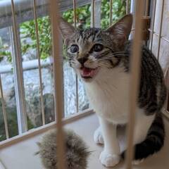 ★里親様が決定しました★かわいい キジトラ 3か月 雌 - 燕市