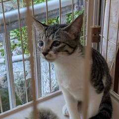 ★里親様が決定しました★かわいい キジトラ 3か月 雌 - 猫