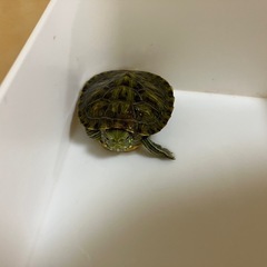 ミドリガメ アカミミガメ