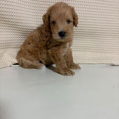 シュナプー