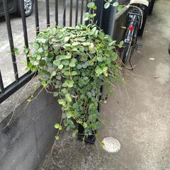 ホヤ　マチルダ　観葉植物の画像