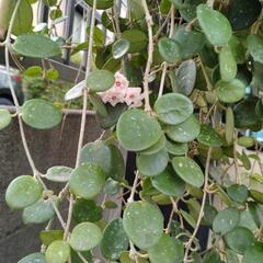 ホヤ　マチルダ　観葉植物の画像